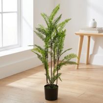 Prodotto Felce in vaso verde 80 cm