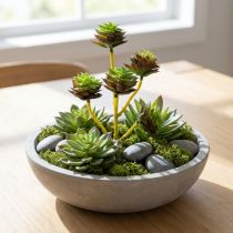 Prodotto Succulenta Pick Verde / Marrone 35,5 cm