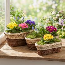 Prodotto Vassoio per piante, legno naturale, 3 colori, L29,5/25/23 cm, set da 3