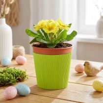 Prodotto Polsini plissettati per vasi da fiori verde chiaro 14,5 cm 100 pezzi