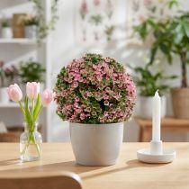 Prodotto Pianta decorativa a sfera verde rosa Ø15 cm 1 pezzo