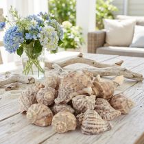 Prodotto Decorazione conchiglia di lumaca lumache di mare marrone crema 4-6 cm 300 g