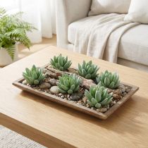 Prodotto Echeveria succulenta Ø6,5 cm L11 cm 6 pz