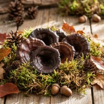 Prodotto Fungo Kalix Decorazione Funghi Secchi Laccati Naturali Grandi 50 pz