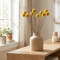 Prodotto Fiori secchi di Craspedia, gialli, 70 cm, decorativi, 10 pezzi