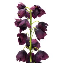 Prodotto Riproduzione realistica di Fritilaria per eleganti composizioni e bouquet da 78 cm