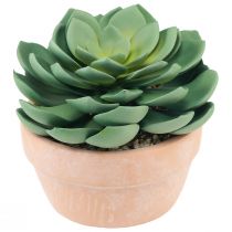 Prodotto Pianta grassa in vaso Echeveria artificiale verde Ø15cm