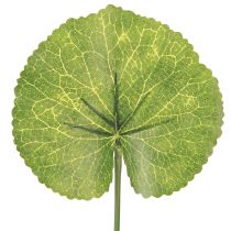 Prodotto Galax Urceolata Foglie Artificiali Verdi Ø10cm L23cm 12 pz
