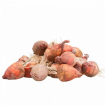 Prodotto Mini barbabietole artificiali per decorazione vegetale Ø2,5 cm H3,5 cm 24 pz