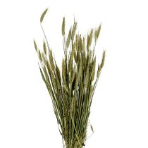 Decorazione di chicchi d&#39;orzo decorazione secca naturale 80cm mazzo 1 pezzo