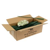 Prodotto Tubi di disposizione 30 cm x 1,5 cm 100 pezzi