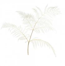 Prodotto Decorazione di felce essiccata Felce sbiancata H75 cm 10 pz