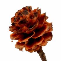 Glabrum II (1) 25 pz
