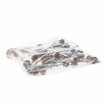 Prodotto Glabrum Leucospermum Fiori secchi 25-40 cm 25 pezzi