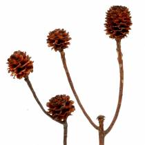 Glabrum II (1) 25 pz