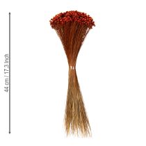 Prodotto Bouquet di fiori secchi, un'aggiunta affascinante a vasi o composizioni, 44 cm