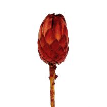 Grandiceps rosso 25pz