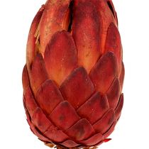 Grandiceps rosso 25pz