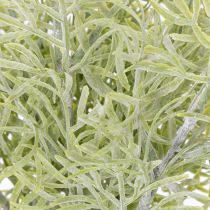 Prodotto Ramo ornamentale di asparagi, aggiunta naturale ai bouquet di fiori, 34 cm, 7 pezzi