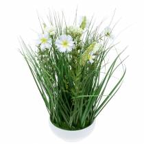Prodotto Erba decorativa con fiori di Cosmea in ciotola H45cm
