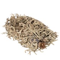 Prodotto Muschio decorativo, muschio grigio per lavori artigianali, 500 g