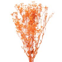 Prodotto Bouquet di fiori secchi di Gypsophila (velo da sposa), 75 cm, 100 g