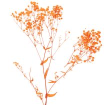 Prodotto Bouquet di fiori secchi di Gypsophila (velo da sposa), 75 cm, 100 g