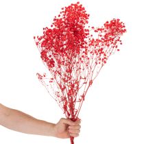 Prodotto Mazzetto di Gypsophila essiccata, 75 cm, 100 g
