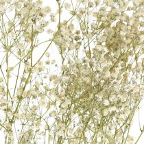 Gypsophila essiccata, floristica secca, Gypsophila White L64cm 20g