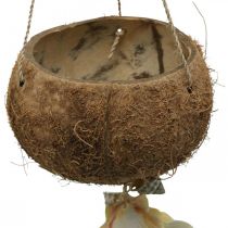 Ciotola di cocco con conchiglie, ciotola per piante naturali, cocco come cesto sospeso Ø13,5/11,5 cm, set di 2