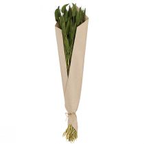 Prodotto Erba coda di coniglio (Lagurus) verde decorativo essiccato 50-60 cm 50 g fiori secchi