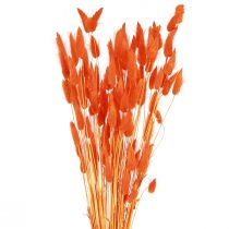 Prodotto Erba Coda di Coniglio Lagurus Arancia Secca 50-60 cm 50 g