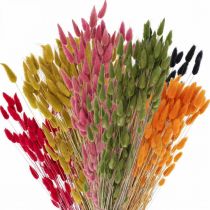 Prodotto Erba Coda di Lepre Lagurus Essiccata Colorata 60cm 50g