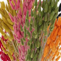Coda di Coniglio Erba Lagurus Essiccata Colorata 60cm 50g