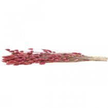 Prodotto Erba coda di coniglio (Lagurus) essiccata rosa chiaro 60 cm 50 g Decorazione floreale secca artificiale Boho per matrimonio
