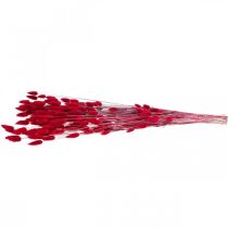 Prodotto Erba coda di coniglio (Lagurus) essiccata rossa 60 cm 50 g Decorazione floreale essiccata