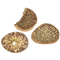Prodotto Fette di legno, frutti di albero decorativi, naturali, fai da te, FSC, 1-3,5 cm, 300 g