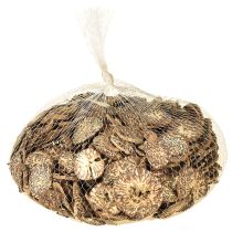 Prodotto Fette di legno, frutti di albero decorativi, naturali, fai da te, FSC, 1-3,5 cm, 300 g