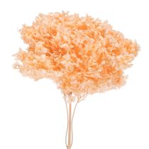Prodotto Bouquet di fiori secchi di ortensia per eleganti decorazioni floreali in casa, 65 cm