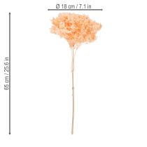 Prodotto Bouquet di fiori secchi di ortensia per eleganti decorazioni floreali in casa, 65 cm