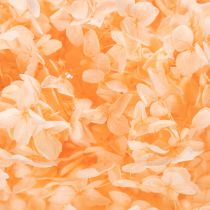 Prodotto Fiore essicato di ortensie per eleganti decorazioni floreali in casa, 65 cm