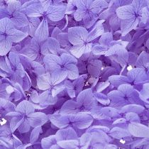 Prodotto Fiore di ortensia essiccato per un elegante design e decorazione d'interni, 80 cm
