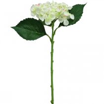 Prodotto Ortensia, fiore di seta, fiore artificiale per decorazioni da tavola bianco, verde L44cm