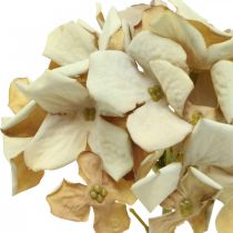 Ortensia fiore artificiale marrone, bianco decorazione autunnale fiore di seta H32cm