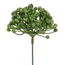 Prodotto Raccogli boccioli di ortensia 22 cm verde 12 pz