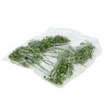 Prodotto Raccogli boccioli di ortensia 22 cm verde 12 pz