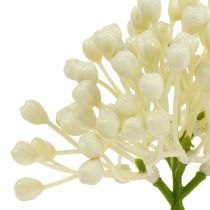 Prodotto Raccogli boccioli di ortensia 22 cm crema 12 pezzi