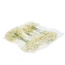 Prodotto Raccogli boccioli di ortensia 22 cm crema 12 pezzi