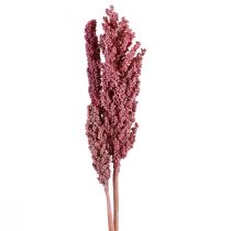 Prodotto Fiori secchi di mais indiano mais indiano rosa 75 cm 3 pezzi