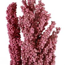 Fiori secchi di mais indiano mais indiano rosa 75 cm 3 pezzi